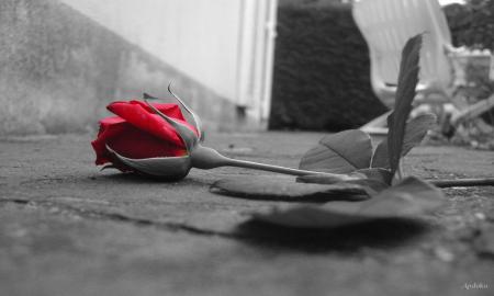 coeur de rose